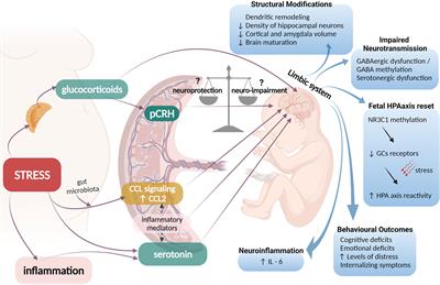 Placental CRH as a Signal of Pregnancy Adversity and Impact on Fetal Neurodevelopment